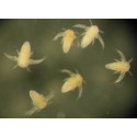 Naupli di Artemia salina (NEWS)