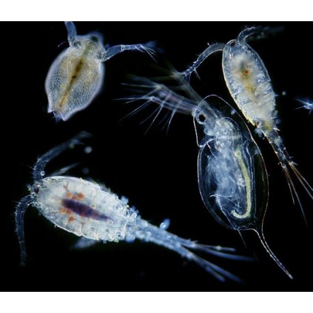 Copepodi - zooplancton