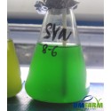Starter Synechococcus sp. 250 ml