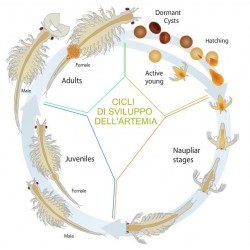 Artemia salina - Starter coltura